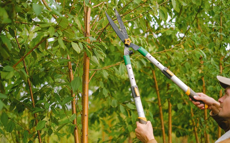 Tree trimming in Honobia, OK