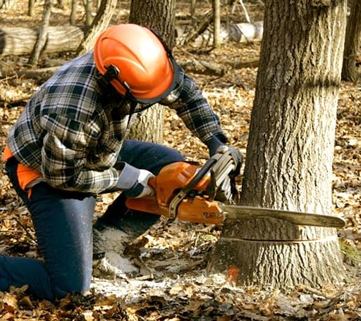 Tree Removal in Honobia, OK